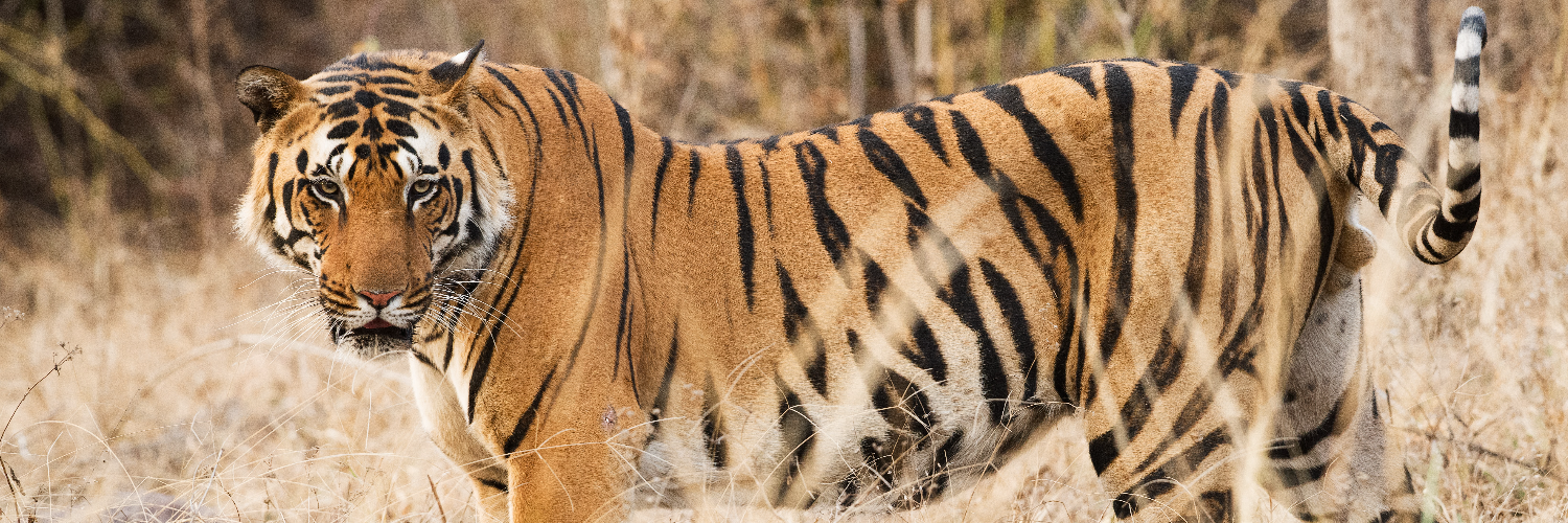 India - tiger