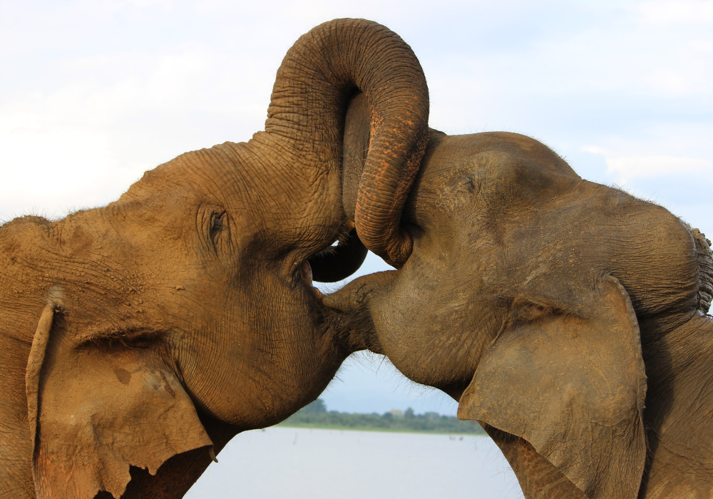 Sri Lanka elephants for mobile