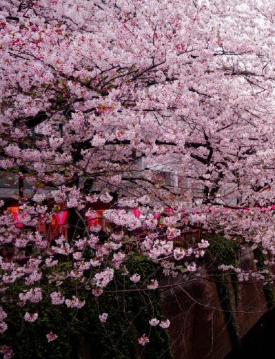 Japan – Season of Sakura