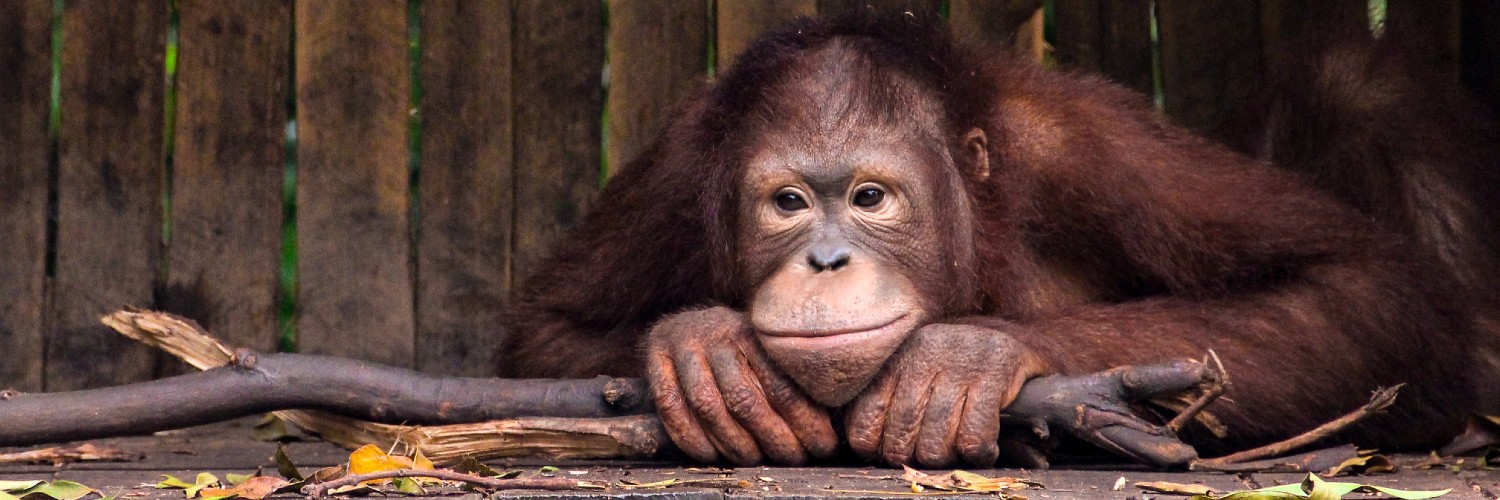 Orangutan Malaysia