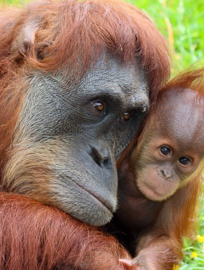 Malaysia – Orangutans!