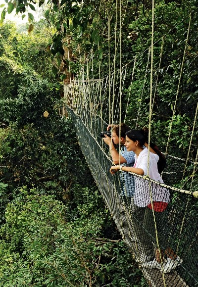 Malaysia – Primary Rainforest