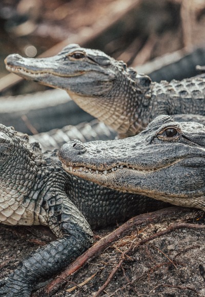 Sri Lanka – Crocs anyone?