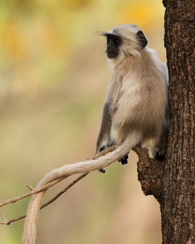 India - monkey