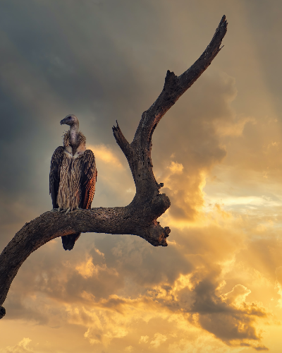 India national parks - vulture