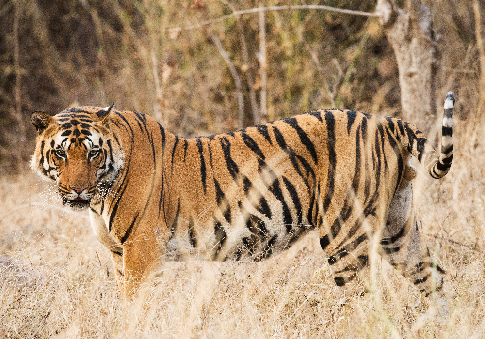India - tiger