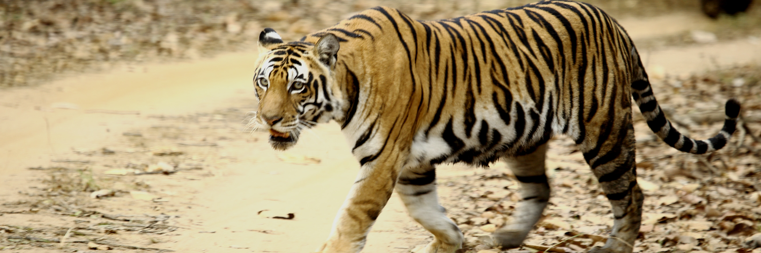 Tiger Nepal
