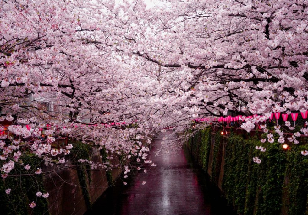 Japan – Season of Sakura | ICS Odyssey