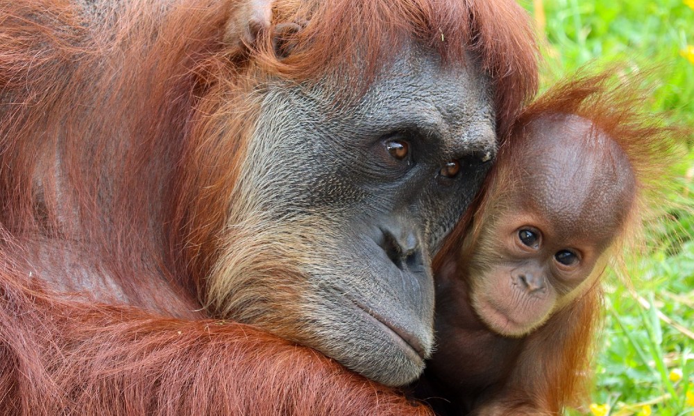 Orangutan Malaysia 
