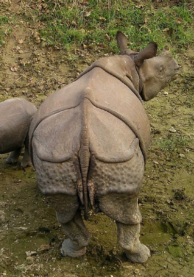 Nepal – Rare Rhinos