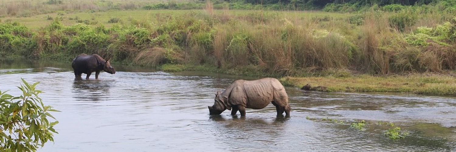 Nepal rhinos