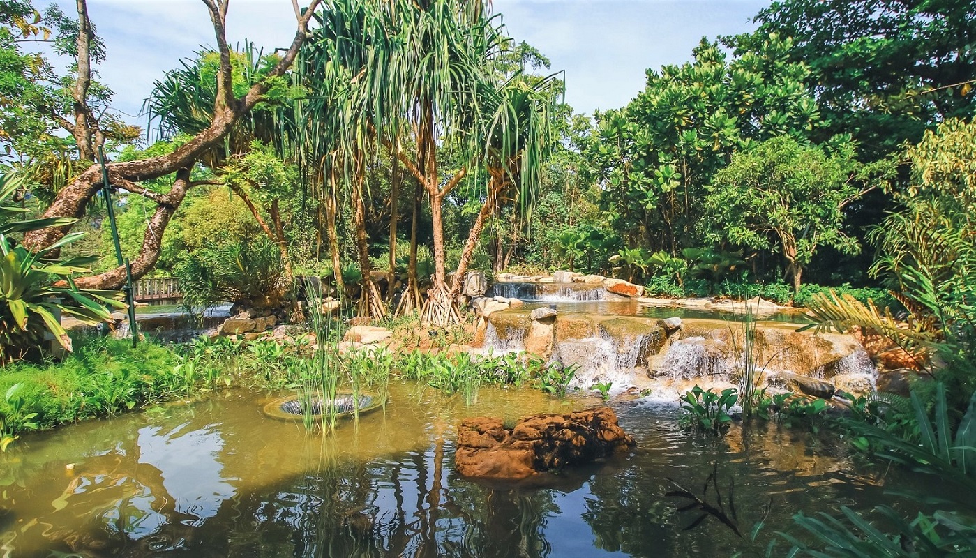 Singapore Kingfisher wetlands