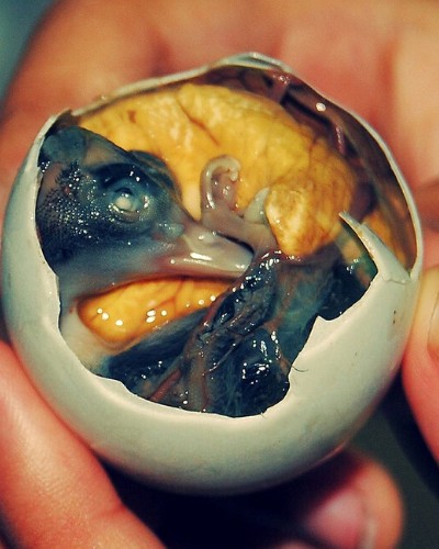 Philippines – Aphrodisiac eggs!