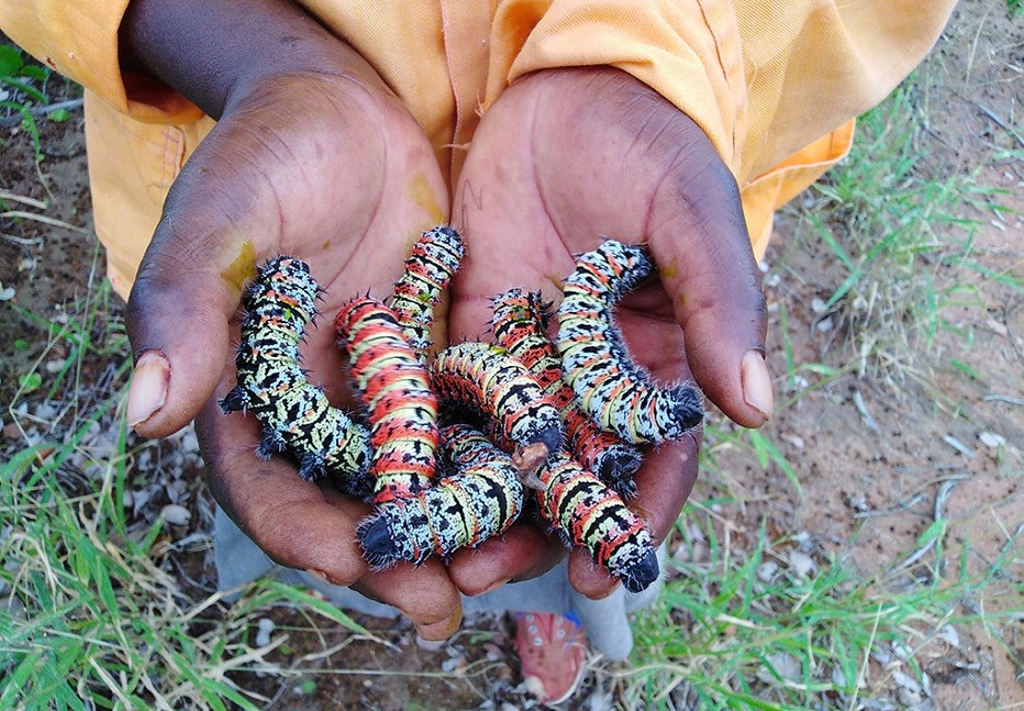 Mopane worms zimbabwe Africa