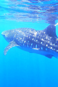 Oman - swimming with Whale Sharks