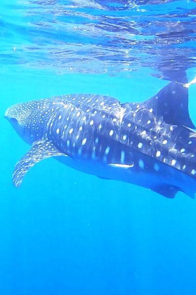 Oman - swimming with Whale Sharks