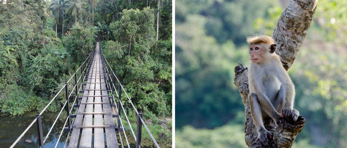 Famous Rainforests in Sri Lanka