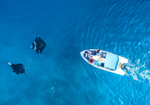 Maldives - Swimming with Mantas