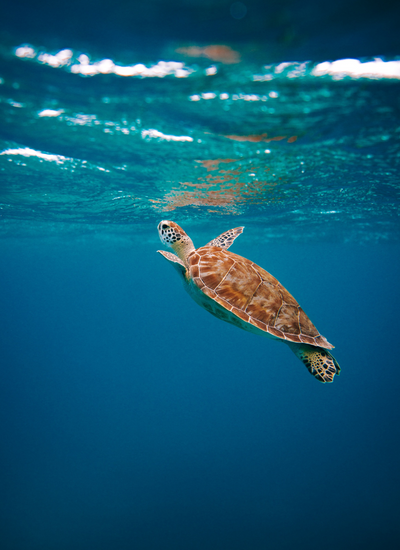 Oman – Turtle Spotting!