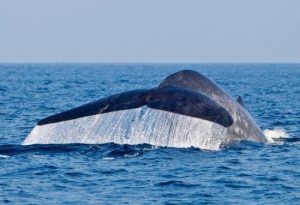 Whale of a time Sri Lanka