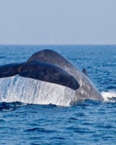 Whale of a time in Sri Lanka