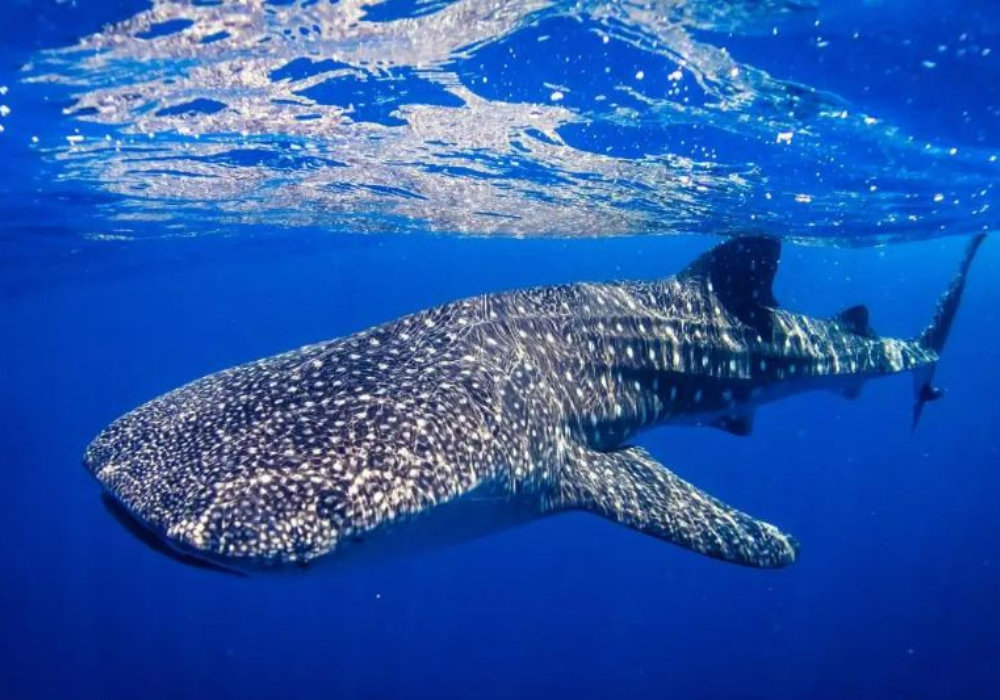 Whale Sharks in Donsol