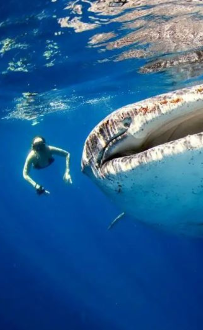 Philippines – Watching Whale Sharks