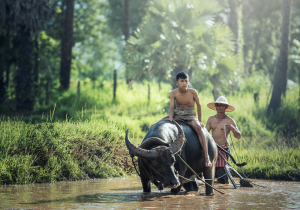 Laos - Responsible Animal Experiences