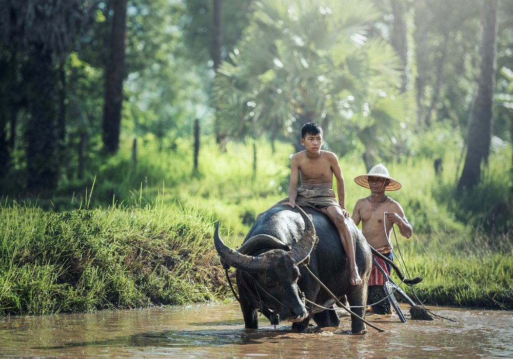 Laos - Responsible Animal Experiences<br />
