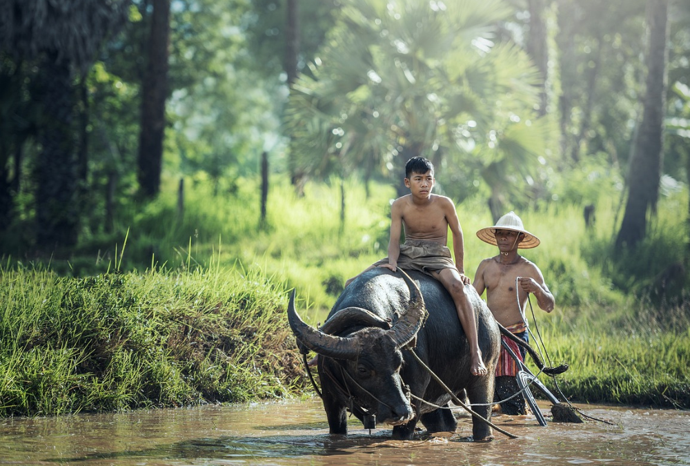 Laos – Ethical Animal Experiences