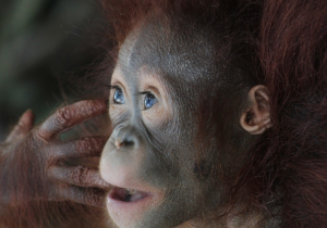 Borneo - Orangutan & River Adventure