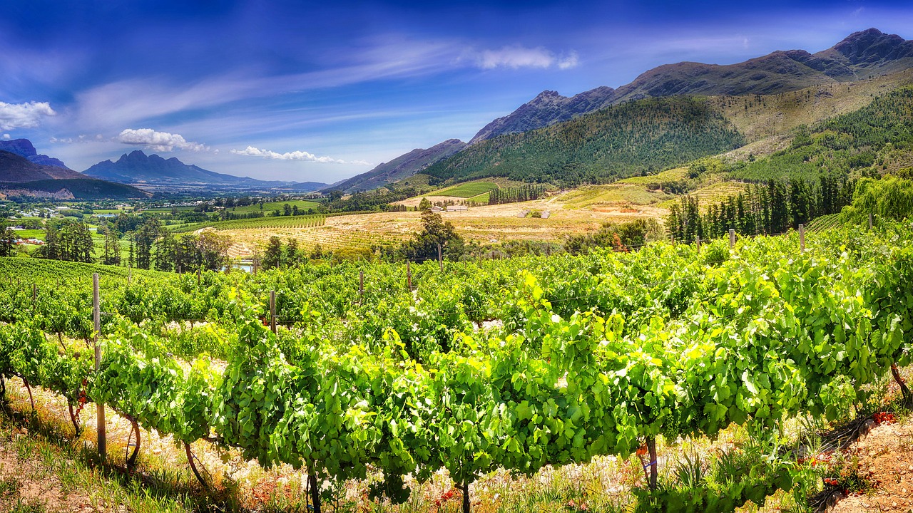 South Africa vineyard