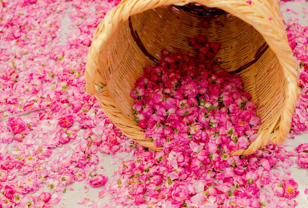Morocco – Festival of Roses