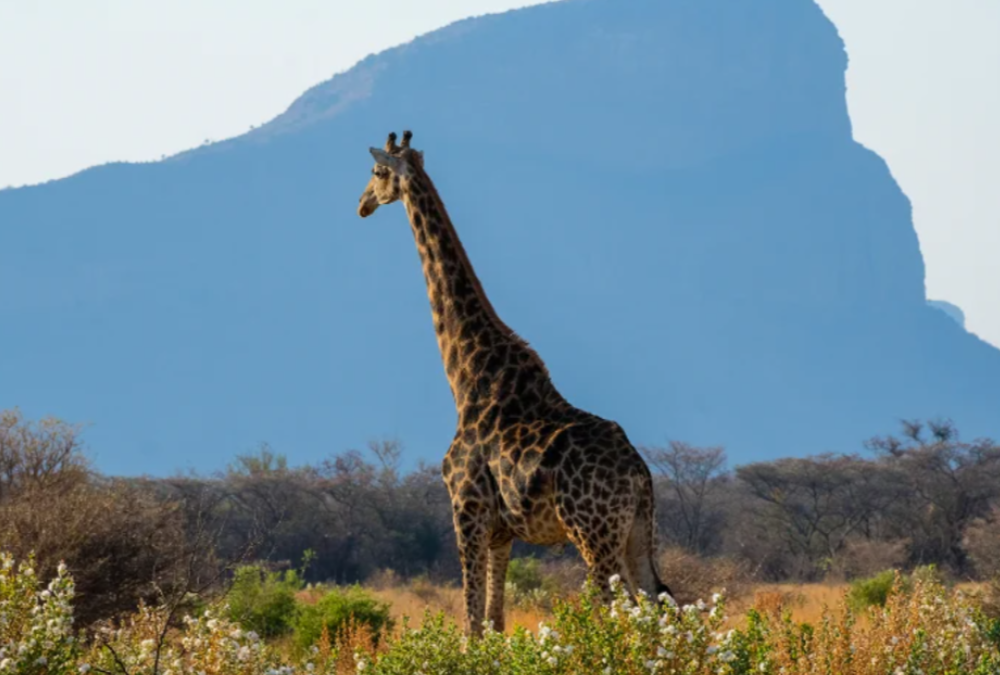 South Africa – Become a Safari Ranger