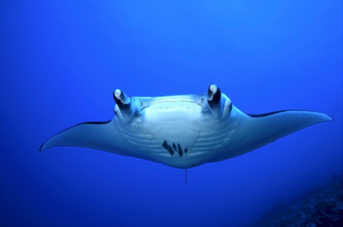 Philippines: Dive with Mantas & Sharks!