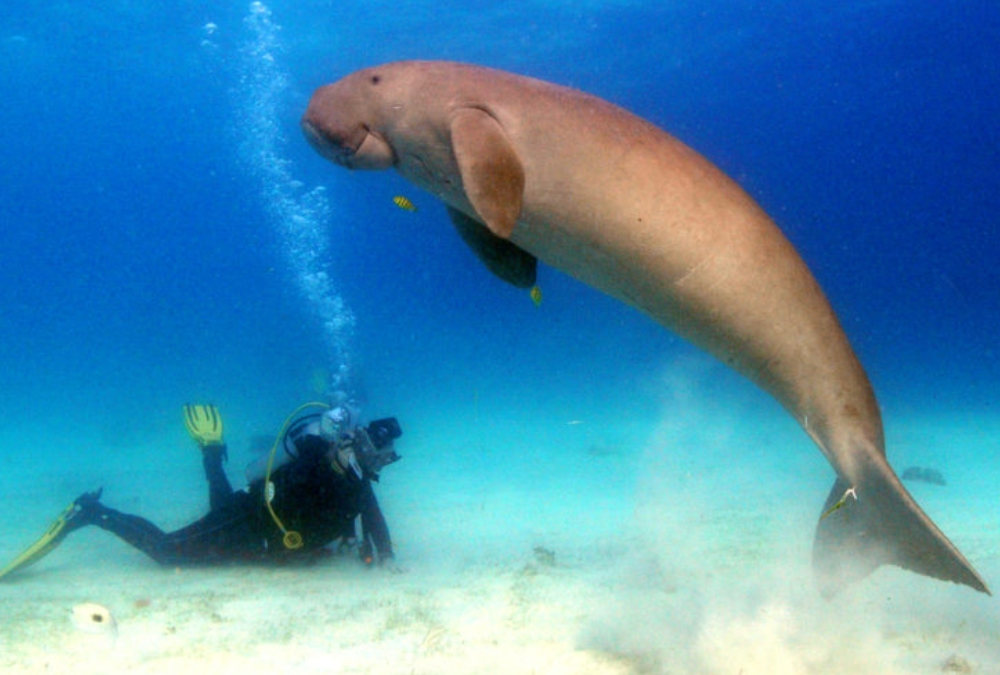 Philippines – Snorkelling with Dugongs