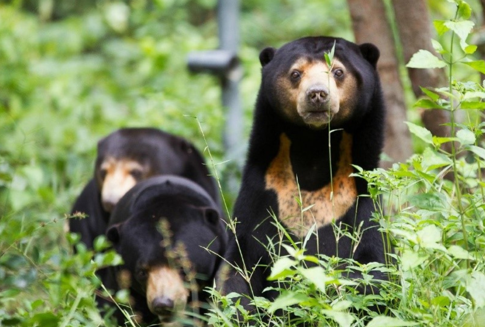 Laos – Free the Bears