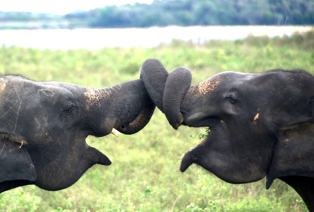 Sri Lanka – Elephant Swimming Odyssey