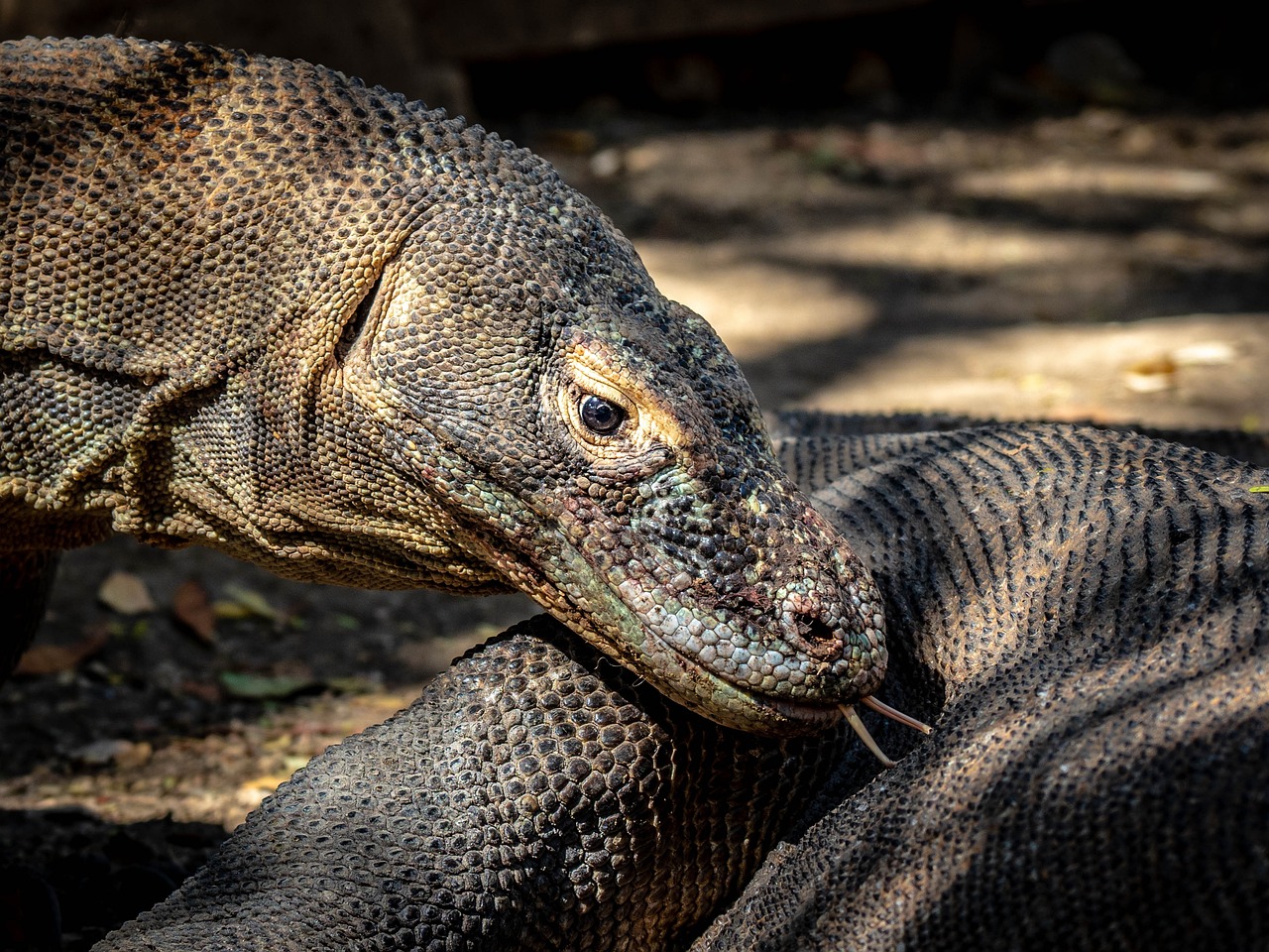 Komodo dragons