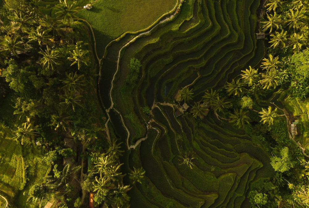 Bali: Eat, Pray, Repeat