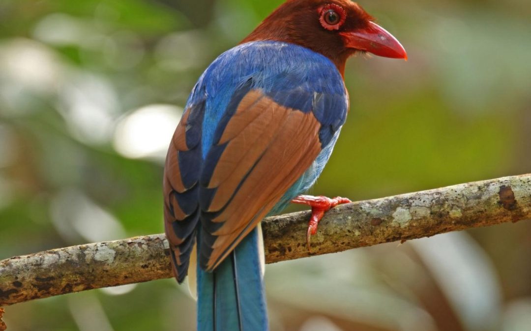 Sri Lanka: The Sound of Sinharaja