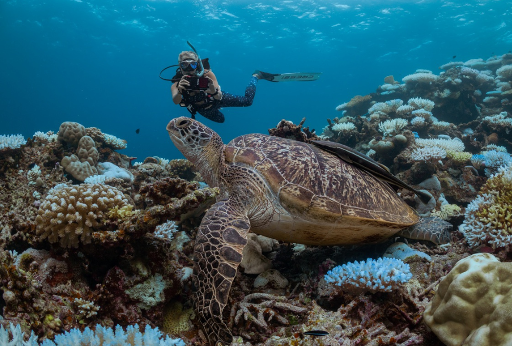 Maldives: Growing Corals & Memories