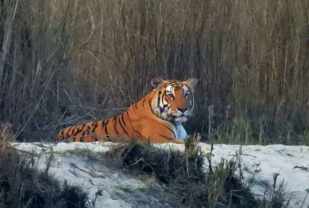 Nepal: Bardia’s Tigers Go Global