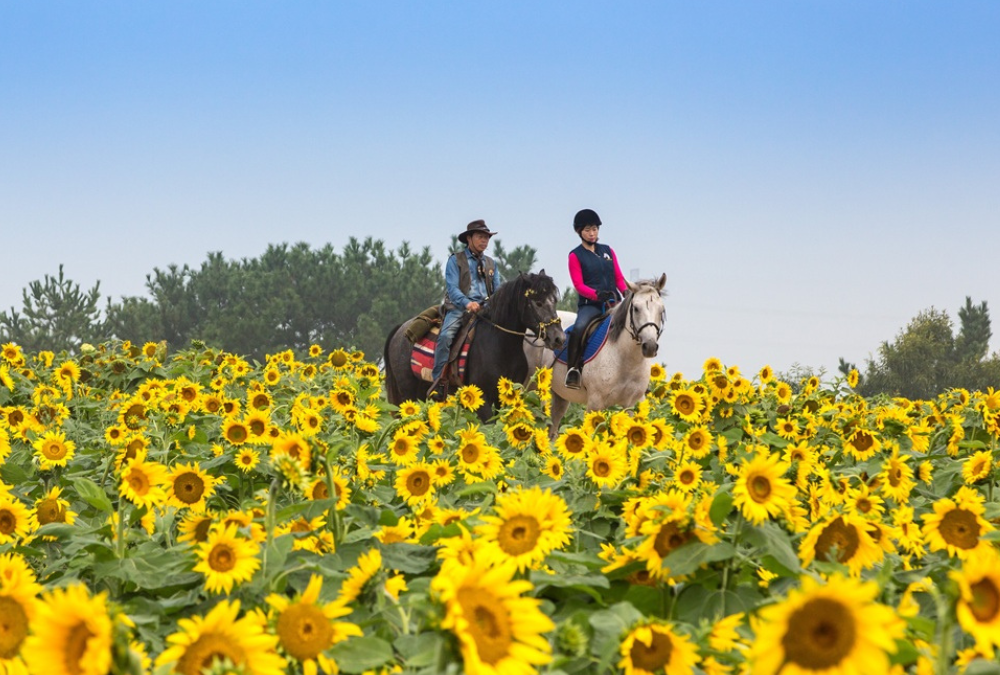 South Korea: Hot August Adventures